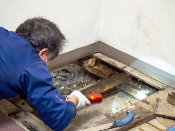 Best Professional Mold Removal  in Gladeview, FL