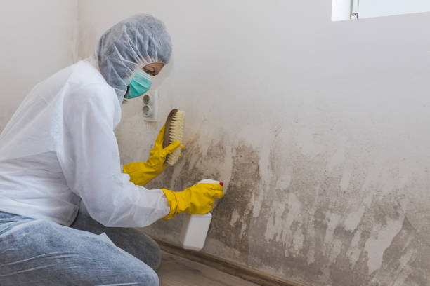 Best Attic Mold Removal  in Gladeview, FL