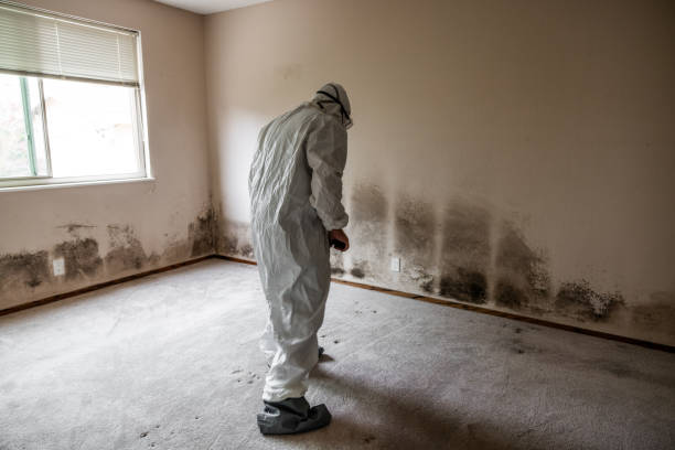 Crawl Space Mold Removal in Gladeview, FL