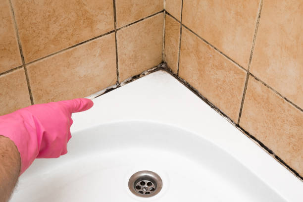 Best Mold Damage Repair  in Gladeview, FL