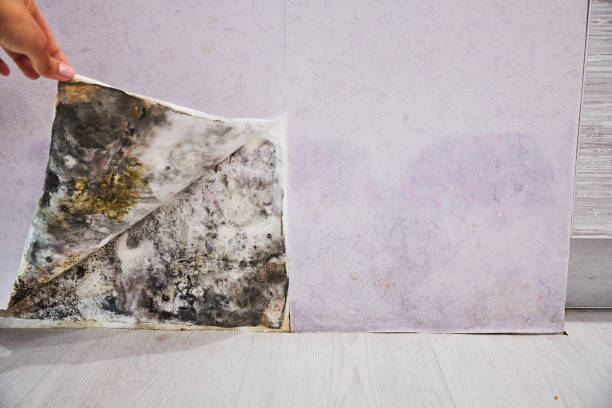 Best Certified Mold Removal  in Gladeview, FL